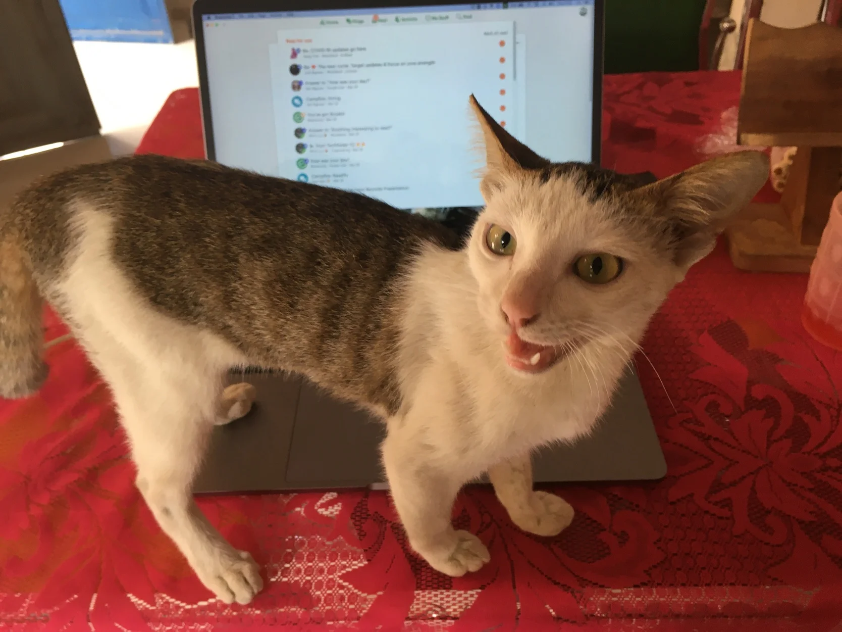 Trung Phan's - the iOS Lead and Tèo the cat